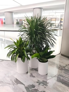 鄞州绿植租赁专业